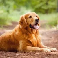 Golden retriever laying on a leaf covered trail outdoors
