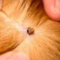Tick on the back of a dog