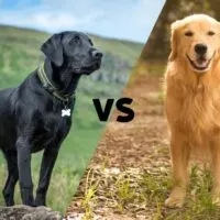 Photos of a Black Lab and a Golden Retriever meeting in the middle on the diagonal with the letters VS in the center.