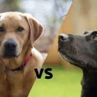 Pictures of a yellow lab and a black lab that meet on the diagonal with the letters VS in the middle