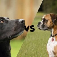 Pictures of a black lab and a boxer meeting in the middle on the diagonal with the letters VS in the middle