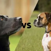 Pictures of a black lab and a boxer meeting in the middle on the diagonal with the letters VS in the middle