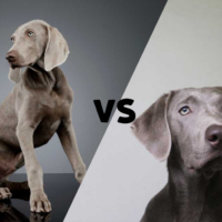 a Weimaraner photo meeting on the diagonal to a photo of a silver lab with the letters VS in the middle