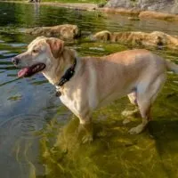 A Yellow labrador standing in the shallow of a body of water