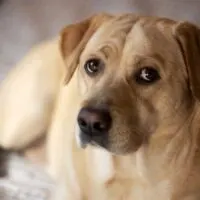 Champagne colored lab laying on a bed