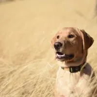 Golden colored labrador sitting in a field of wheat
