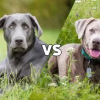 picture of a charcoal lab and one of a silver lab meeting in the middle on the diagonal with the letters VS in the middle
