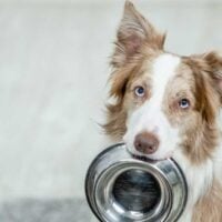 Collie with a metal dog bowl in its mouth