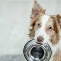 Collie with a metal dog bowl in its mouth