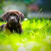 Brown chocolate lab puppy laying in tall grass
