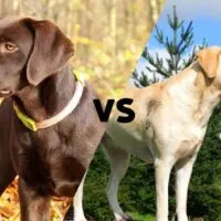 Picture of a chocolate labrador meeting up with a picture of a yellow labrador on the diagonal with the letters VS in the middle of the image