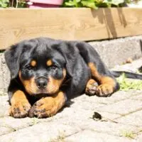 Rottweiler puppy laying on brick pavers
