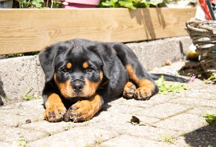 What to do with an 8-Week-Old Puppy with Fleas - PatchPuppy.com