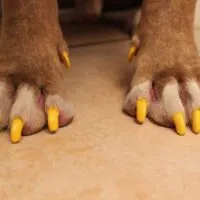 dog paws with nails painted yellow