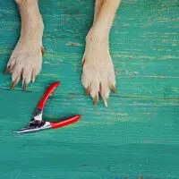 Dog paws and nail clippers on a blue/green wooden surface