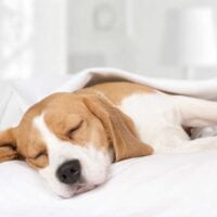 Beagle sleeping on white sheets anc covered with a white blanket
