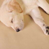 Yellow labrador retriever puppy sleeping on hardwood floors