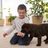 Black labrador retriever puppy chewing on a young boy's arm