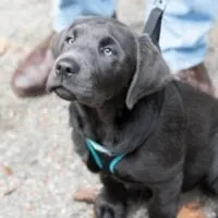 Black lab puppy wearing a harness and leash sitting at the feet of a person wearing boots and jeans