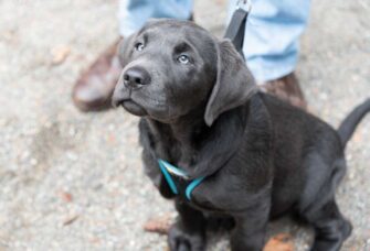 What Size Harness for a Labrador Puppy? - PatchPuppy.com