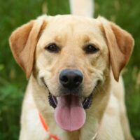 Yellow lab puppy laying in grass