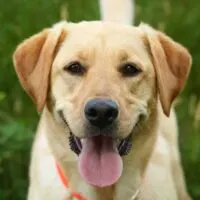 Yellow lab puppy laying in grass