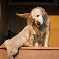 Golden retriever watching puppy climb stairs with head tilted
