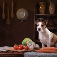Jack Russell Terrier sitting on a table with food in a rustic kitchen setting