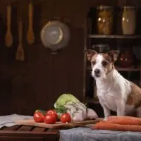Jack Russell Terrier sitting on a table with food in a rustic kitchen setting