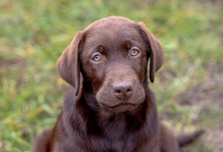 When Should I Spay My Labrador PatchPuppy when-should-i-spay-my-labrador-patchpuppy
