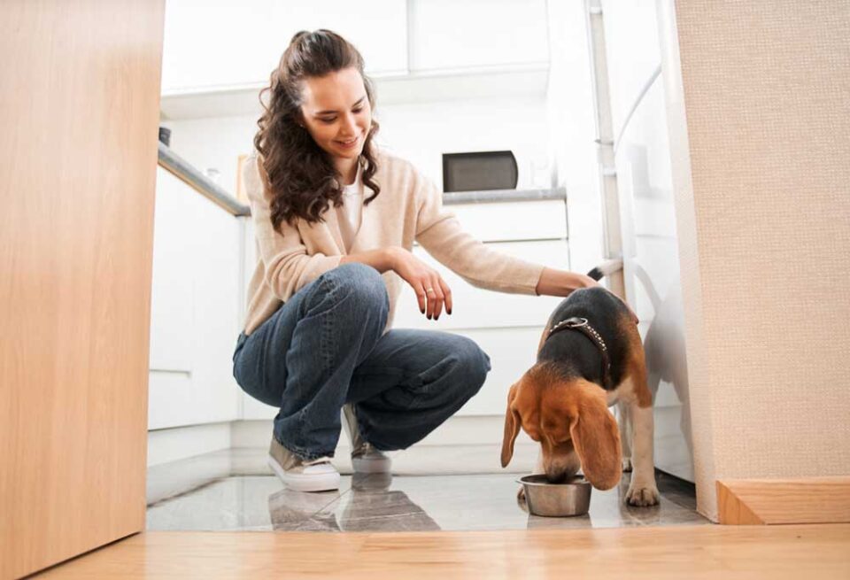 how-much-beef-liver-should-i-feed-my-dog-patchpuppy