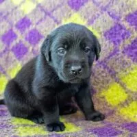 Black lab puppy sitting on a yellow and purple plaid blanket