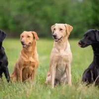 2 black labs, a yellow lab, and a red lab sitting outdoors in a grass covered field