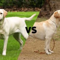 images of a Female and male yellow labs meeting in the middle with the letters VS on the diagonal line.