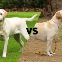images of a Female and male yellow labs meeting in the middle with the letters VS on the diagonal line.