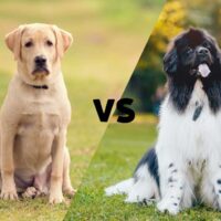 Image of a yellow lab and one of a Newfoundland meeting in the middle on the diagonal with the letters VS in the middle
