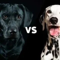 Black lab and a dalmation on a black background with the letters VS in the middle in white