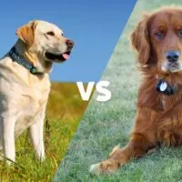 Pictures of a yellow lab, and an irish setter mix meeting in the middle on the diagonal with the letters VS in the middle