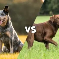 A picture of a blue heeler and a picture of a chocolate lab meeting in the middle on the diagonal with the letters VS in the middle