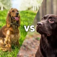 Picture of a cocker spaniel and a chocolate lab meeting in the middle on the diagonal with the letters VS in the middle of the image
