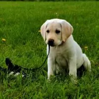Yellow lab puppy chewing on a shoe outdoors sitting in grass