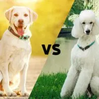 a picture of a yellow lab and a picture of a poodle meeting on the diagonal with the letters VS in the middle