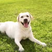 White labrador laying in grass