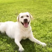 White labrador laying in grass