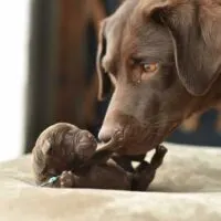 Chocolate labrador retriever sniffing a newborn puppy