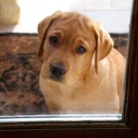 Yellow Lab puppy looking out of a glass door