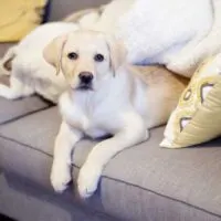 Yellow Lab puppy laying on a grey couch with throw pillows