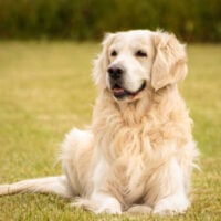 Golden retriever laying in grass outdoors