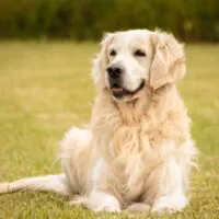 Golden retriever laying in grass outdoors