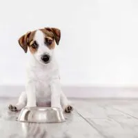 Jack Russell Terrier puppy sitting on hardwood floors with a metal food bowl